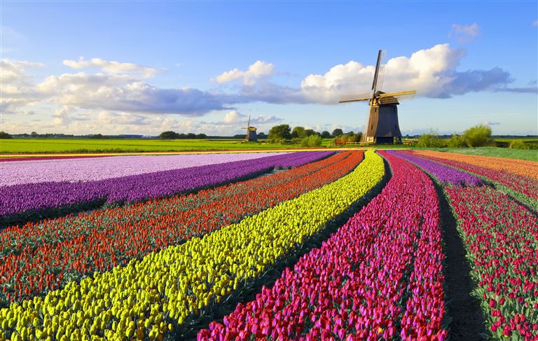 Tulpenblüte in Holland ©JacobH/istock